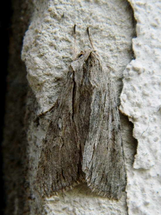 Aiuto id: Dichagyris candelisequa? No, Auchmis detersa